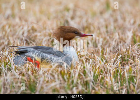 Gänsesäger (Mergus Merganser), Weibliche in einem maedow in der Nähe der Küste, Deutschland, Bayern, Niederbayern, Oberbayern Stockfoto