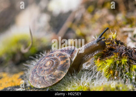 Lapidarium Schnecke (Helicigona lapicida, lapicida Chilotrema, Latomus lapicida), kriecht unter Moos, Deutschland, Bayern, Niederbayern, Oberbayern Stockfoto