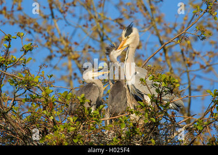 Graureiher (Ardea cinerea), Feeds ist-Küken im Nest, Deutschland, Bayern, Niederbayern, Oberbayern Stockfoto