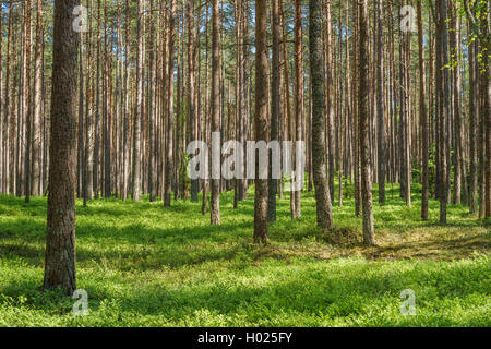 Lebendige Fichten-Kiefernwald, Sommer Wald Landschaft Stockfoto