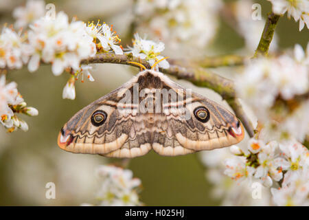 Schlehe Kaiser Motte (Eudia spini), Weibliche sitzt auf dem Blühen Schlehe Stockfoto