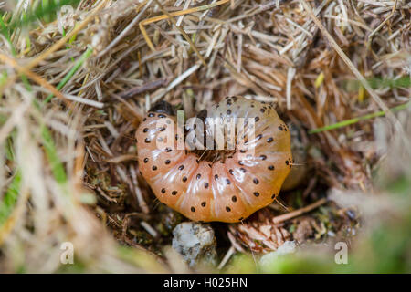 Dunkle Bögen (Apamea monoglypha), Caterpillar im u-root-Nest, Deutschland, Bayern, Niederbayern, Oberbayern Stockfoto