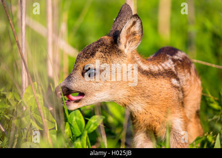 Reh (Capreolus capreolus), Fawn, die ihre Mutter, Deutschland Stockfoto