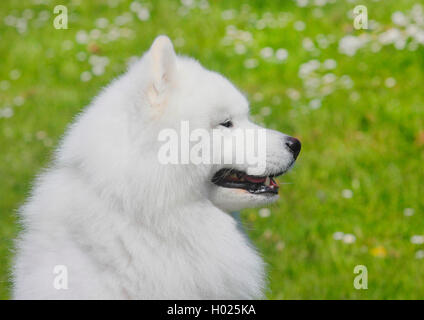 Samoyed (Canis lupus f. familiaris), sechs Jahre alte Rüde, Porträt, Deutschland Stockfoto