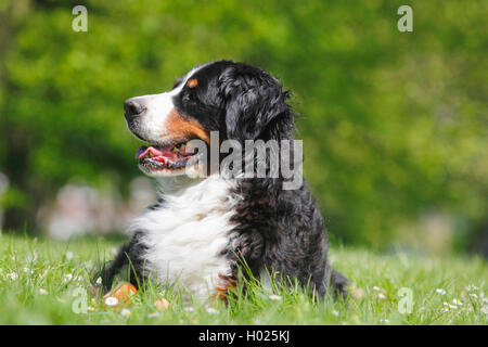 Berner Sennenhund (Canis lupus f. familiaris), acht Jahre alten Berner Sennenhund liegend auf einer Wiese, Deutschland Stockfoto