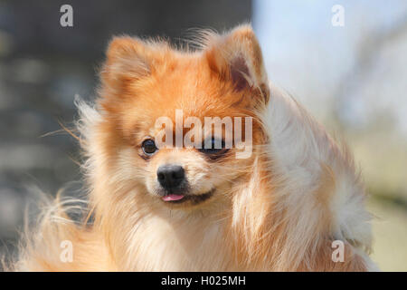 Pommern (Canis lupus f. familiaris), Portrait von 1,5 Jahre alter Rüde, Deutschland Stockfoto