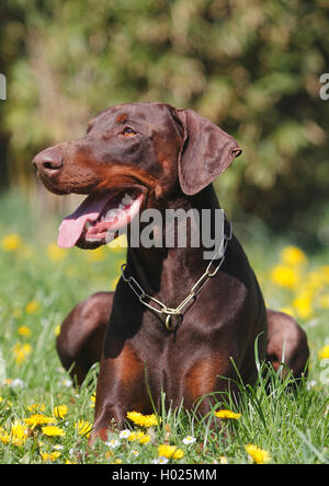 Dobermann (Canis lupus f. familiaris), drei Jahre alten braunen männlichen Hund liegend auf einer Wiese, Deutschland Stockfoto