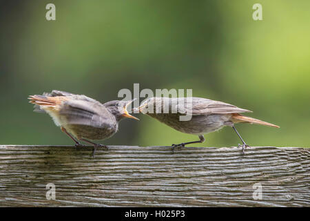Black Redstart (Phoenicurus ochruros), weibliche Fütterung betteln flügge gewordenen jungen Vogel mit einer Pille bug, Deutschland, Bayern Stockfoto