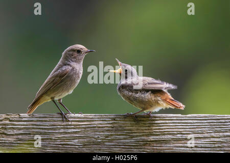 Black Redstart (Phoenicurus ochruros), Weibliche mit Betteln flügge gewordenen jungen Vogel, Deutschland, Bayern Stockfoto