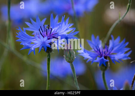 Bachelor- Taste, bluebottle, kornblume (Centaurea cyanus), blauen Blüten, Deutschland, Bayern Stockfoto