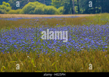 Bachelor- Taste, bluebottle, kornblume (Centaurea cyanus), dicht blühenden Kornblumen in einem Weizenfeld, Deutschland, Bayern Stockfoto