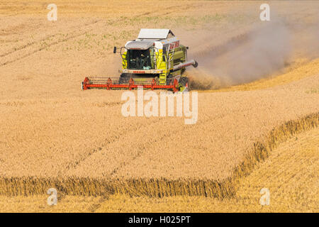 Weichweizen, Weizen (Triticum aestivum), Weizen, Ernte mit einem Harvester, Deutschland, Bayern, Isental Stockfoto
