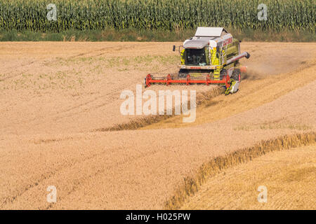 Weichweizen, Weizen (Triticum aestivum), Weizen, Ernte mit einem Harvester, Deutschland, Bayern, Isental Stockfoto