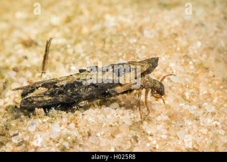 Köcherfliegen (Trichoptera), imago mit Köcher von Teilen der Anlage Stockfoto