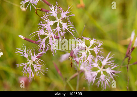 Super pink (Dianthus superbus), Blumen, Deutschland, Bayern, Staffelseemoore Stockfoto