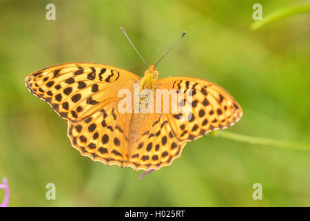 Silber - gewaschen fritillary (Ceriagrion tenellum), weiblich, Ansicht von oben, Deutschland, Bayern, Staffelseemoore Stockfoto