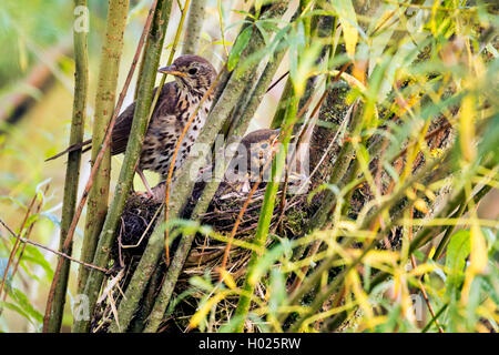 Singdrossel (Turdus philomelos), am Nest mit Jungen Vögeln, Deutschland, Bayern Stockfoto