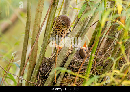 Singdrossel (Turdus philomelos), am Nest mit Jungen Vögeln, Deutschland, Bayern Stockfoto