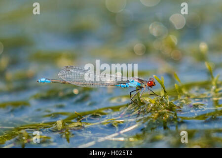 Lesser red-eyed damselfly (Erythromma viridulum Continental) (), Männchen auf dem Wasser Hosen, Seitenansicht, Deutschland, Bayern Stockfoto