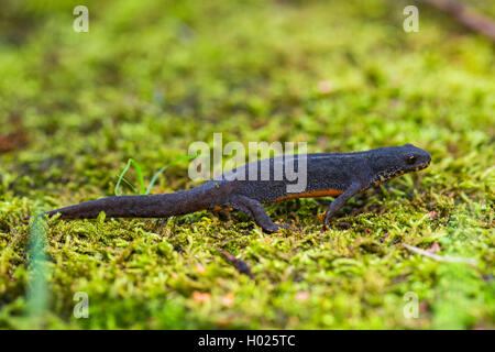 Bergmolch, Berg-Molch, Alpenmolch, Alpen-Molch (Triturus Alpestris, Ichthyosaura Alpestris, Mesotriton Alpestris), Maennchen im Stockfoto