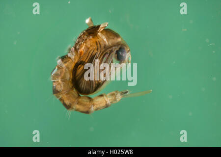 Moskitos, Stechmücken (Culicidae), Puppe kurz vor dem Schlüpfen, Deutschland Stockfoto