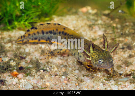 Kamm-Molch, Kammmolch (Triturus Cristatus), Larve Mit Aeusseren Kiemen, Deutschland | warzige Newt, crested Newt, Europäische crested Stockfoto