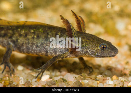 Kamm-Molch, Kammmolch (Triturus Cristatus), Larve Mit Aeusseren Kiemen, Deutschland | warzige Newt, crested Newt, Europäische crested Stockfoto