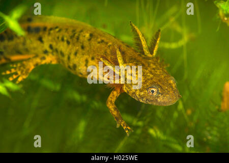 Kamm-Molch, Kammmolch (Triturus Cristatus), Larve Mit Aeusseren Kiemen, Deutschland | warzige Newt, crested Newt, Europäische crested Stockfoto