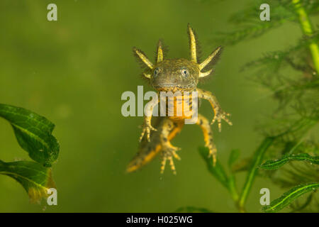 Kamm-Molch, Kammmolch (Triturus Cristatus), Lave Mit Aeusseren Kiemen, Frei Schwimmend, Deutschland | warzige Newt, crested Newt, Stockfoto