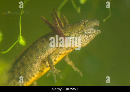 Kamm-Molch, Kammmolch (Triturus Cristatus), Larve Mit Sichtbarer Bezahnung Im Geoeffneten Maul, Deutschland | warzige Newt, creste Stockfoto