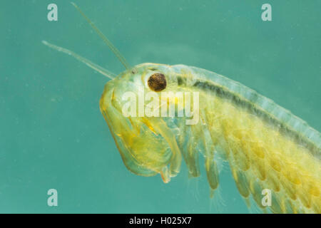 Macrocrustacean, Anostraca (Tanymastix stagnalis), Porträt der männlichen, Deutschland Stockfoto