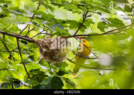 Pirol (Oriolus oriolus), männlich mit Futter zum Nest mit Küken, Deutschland, Bayern Stockfoto