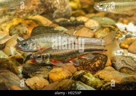 Minnow, Eurasischen elritze (Phoxinus phoxinus), Paar in passender Farbgebung, Deutschland Stockfoto