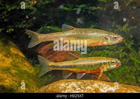 Minnow, Eurasischen elritze (Phoxinus phoxinus), Paar in passender Farbgebung, Deutschland Stockfoto