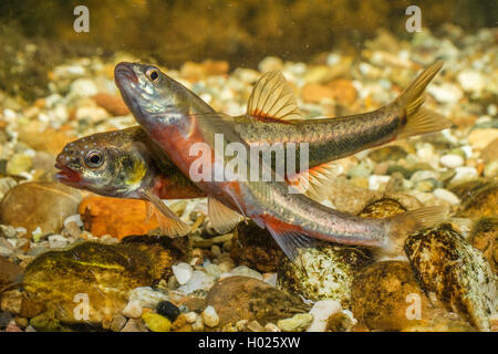 Minnow, Eurasischen elritze (Phoxinus phoxinus), Paar in passender Farbgebung, Deutschland Stockfoto