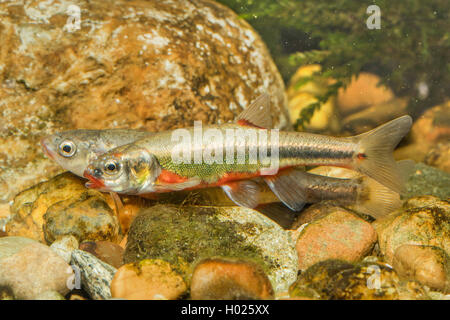 Minnow, Eurasischen elritze (Phoxinus phoxinus), Paar in passender Farbgebung, Laich, Deutschland Stockfoto