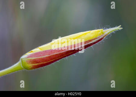 Large-Flowered Abend, Red-Sepaled Evening-Primrose, Large-Leaved Abend Primerose (Oenothera glazioviana, Oenothera erythrosepala), Bud, Deutschland, Bayern Stockfoto