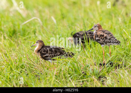 Kampfläufer (Philomachus pugnax), männlich, Deutschland, Bayern, Erdinger Moos Stockfoto