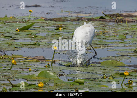 Silberreiher, Silberreiher (Egretta alba, Casmerodius Albus, Ardea alba), Jagd zwischen Seerosen, Deutschland, Bayern, Chiemsee Stockfoto