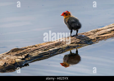 Schwarz Blässhuhn (Fulica atra), squeeker auf einem Holz stick in Wasser, Deutschland, Bayern Stockfoto