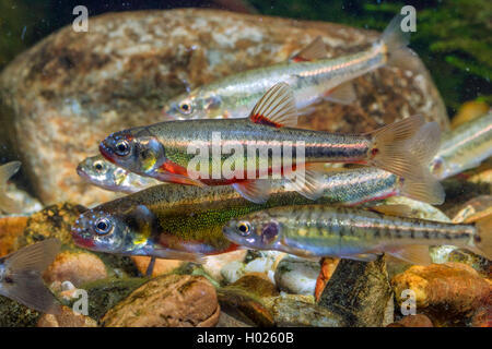 Minnow, Eurasischen elritze (Phoxinus phoxinus), im bräutlichen Färbung, Deutschland Stockfoto