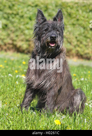 Berger de Picardie, Berger Picard (Canis lupus f. familiaris), sieben Jahre alten männlichen Hund sitzt auf einer Wiese, Deutschland Stockfoto