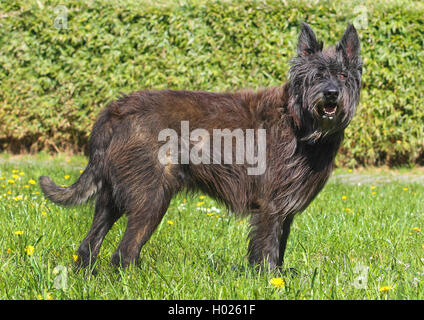 Berger de Picardie, Berger Picard (Canis lupus f. familiaris), sieben Jahre alten Rüden stehen auf einer Wiese, Deutschland Stockfoto