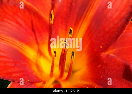 Tag lily Hybrid (Hemerocallis-Hybride), Blume, Detail Stockfoto