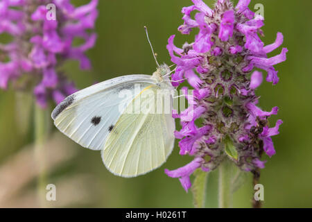 Große weiße (Pieris brassicae), Weibliche trinken Nektar von Lila Betony, Deutschland, Bayern Stockfoto