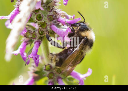 Hummel (Bombus Magnus), trinken Nektar von Lila Betony, Deutschland, Bayern Stockfoto