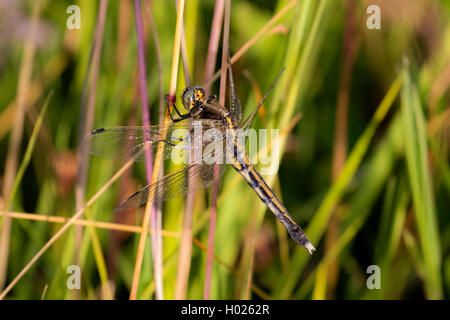 Zwei - Dragonfly gesichtet (Epitheca bimaculata, Libellula bimaculata), auf Gras Blade, Deutschland, Bayern Stockfoto