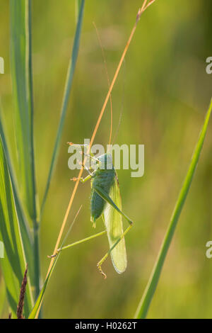 Große grüne, grüne Bush-Cricket Bush-Cricket (Tettigonia Viridissima), männlich im Gegenlicht, Deutschland, Bayern, Isental Stockfoto