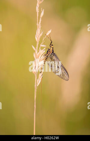 Gemeinsame mayfly Ephemera (Vulgata), an der Basis, Deutschland, Bayern Stockfoto