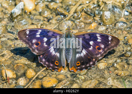 Weniger Lila Kaiser (Colias Ilia, Melanargia barcina), trinken Mineralien, Deutschland, Bayern Stockfoto
